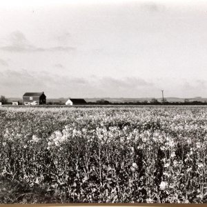 This photograph of Grove Cottage, off West End Lane, was taken in 1998.
It was demolished in 2012.