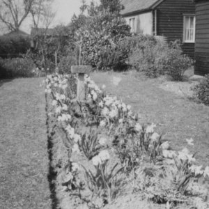 This photograph is of Wally and Nora Sargents garden at their wooden bungalow in Littlefield Lane
This photo was taken in 1983.