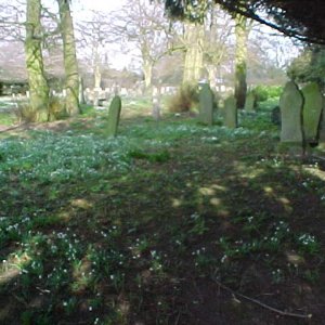 Lovely photograph of the snowdrops that grow in profusion in the Churchyard.