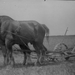 Harry Pickard with his son Alan - Circa; 1938 / 39.
Using a horse drawn reaper on land at Thoresby Bridge, which was rented by his parents Ralph and Eliza Pickard.