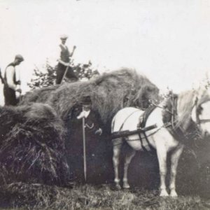 It is a little uncertain where this photograph was taken, but it could have been in West End Lane.
It is hard to distinguish the faces, but from L to R; Charlie Evison, Aubrey Patrick, Alf Parker ?
The man standing near the horse could be Wally Sargent. The date could be around the 1940s or 1950s.