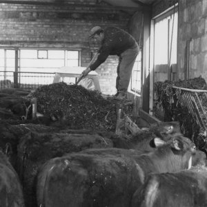 Roy English feeding cows at Tetney Lock - Late 1950s / early 1960s.