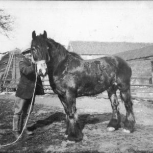 Mr Ware at Walnut Farm. He owned the farm until 1941.
This photograph was probably taken in the 1920s or 1930s.