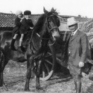 Mick the Mule allowing two young visitors to sit on his back.
Mick was owned by "Mash" Osbourne, a farmer, who lived at the "The Elms" between Eskham and Firebeacon Lane.