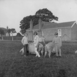 This photograph was taken in the back paddock of "Wyngarth" which is on Sea Dyke Way on the road to Eskham.
Len Leak kept pigs and this photograph shows Alma Epton, Ann Jacklin and Kay Leak.
